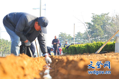 40余萬株荷蘭郁金香扎根南海新區(qū)
